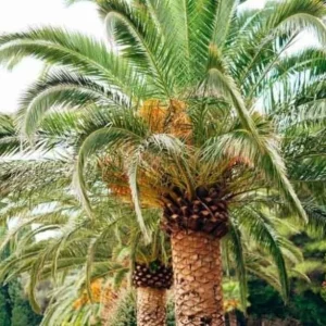 - Image 1