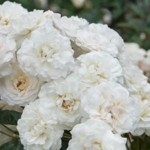 Prosperity Climbing Rose Live Plant - 4 Inch Pot - Outdoor Garden - Image 10