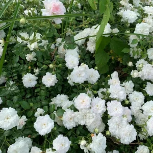 Prosperity Climbing Rose Live Plant - 4 Inch Pot - Outdoor Garden - Image 9