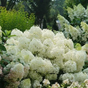 Puffer Fish Hydrangea Paniculata Live Plant - 4-6 Inch Starter, White Blooms, Zone 3-8 Outdoor Shrub - Image 1