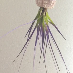 Purple Air Plant Live Plant in Sputnik Sea Urchin Shell Hanger – 7-9 inches Overall - Image 2