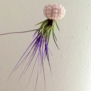 Purple Air Plant Live Plant in Sputnik Sea Urchin Shell Hanger – 7-9 inches Overall - Image 1