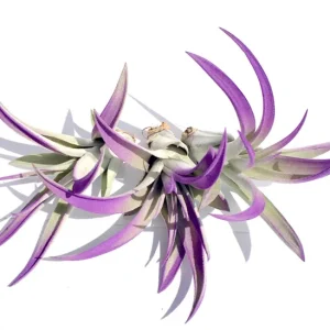 Purple Air Plant Mix - Tillandsia Live Plant Set of 3 - Indoor & Outdoor Decor - Image 1