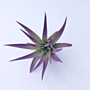 Purple Air Plant Mix - Tillandsia Live Plants - Set of 6 - Indoor Decor - Image 2