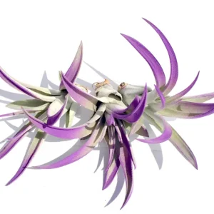 Purple Air Plant Mix - Tillandsia Live Plants - Set of 6 - Indoor Decor - Image 1