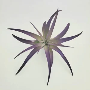 Purple Airplant Tillandsia Live Plant - 4-7 inch - Low Maintenance Indoor Decor - Image 3