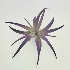 Purple Airplant Tillandsia Live Plant - Bulk Wedding Favors, Terrarium Plant, 4-7 inch - Image 3