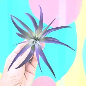 Purple Airplant Tillandsia Live Plant - Bulk Wedding Favors, Terrarium Plant, 4-7 inch - Image 1
