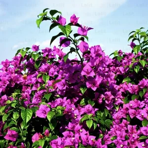 Purple Bougainvillea Glabra Live Plant, Hardy Tropical Vine, 4-6 inches tall, 2-Pack - Image 2