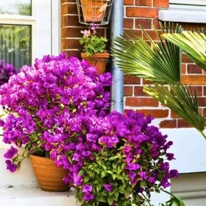Purple Bougainvillea Glabra Live Plant, Hardy Tropical Vine, 4-6 inches tall, 2-Pack - Image 3
