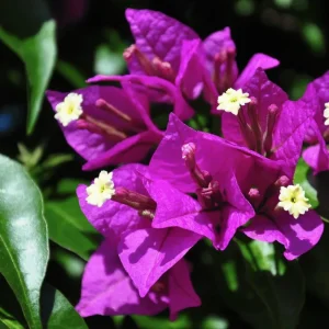 Purple Bougainvillea Glabra Live Plant, Hardy Tropical Vine, 4-6 inches tall, 2-Pack - Image 4