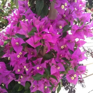 Purple Bougainvillea Glabra Live Plant, Hardy Tropical Vine, 4-6 inches tall, 2-Pack - Image 5