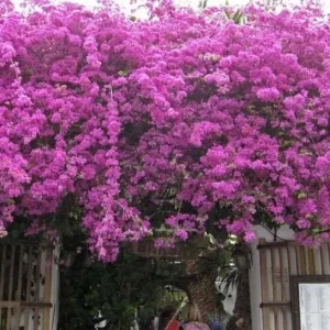Purple Bougainvillea Glabra Live Plant, Hardy Tropical Vine, 4-6 inches tall, 2-Pack - Image 6