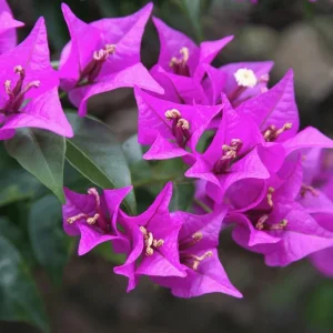 Purple Bougainvillea Glabra Live Plant, Hardy Tropical Vine, 4-6 inches tall, 2-Pack - Image 1