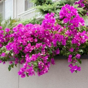 Purple Bougainvillea Live Plant - Elizabeth Angus - 2-Pack, 4-6 Inches Tall, Vibrant Blooms, Outdoor - Image 2