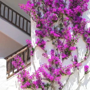 Purple Bougainvillea Live Plant - Elizabeth Angus - 2-Pack, 4-6 Inches Tall, Vibrant Blooms, Outdoor - Image 3