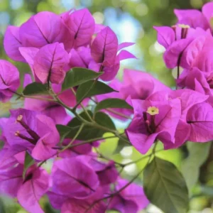 Purple Bougainvillea Live Plant - Elizabeth Angus - 2-Pack, 4-6 Inches Tall, Vibrant Blooms, Outdoor - Image 4