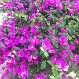 Purple Bougainvillea Live Plant - Elizabeth Angus - 2-Pack, 4-6 Inches Tall, Vibrant Blooms, Outdoor - Image 5