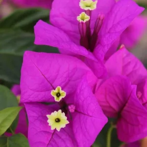 Purple Bougainvillea Live Plant - Elizabeth Angus - 2-Pack, 4-6 Inches Tall, Vibrant Blooms, Outdoor - Image 1