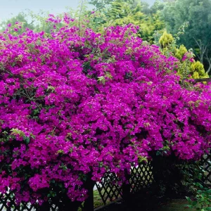 Purple Bougainvillea New River Live Plant - 2 Pack, 4-6 Inches Tall, Deep Violet Climbing Vine, Drought Tolerant Outdoor - Image 2