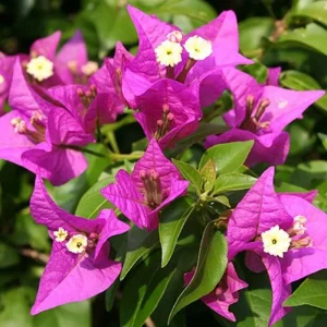 Purple Bougainvillea New River Live Plant - 2 Pack, 4-6 Inches Tall, Deep Violet Climbing Vine, Drought Tolerant Outdoor - Image 3