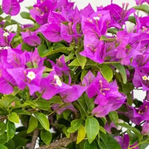 Purple Bougainvillea New River Live Plant - 2 Pack, 4-6 Inches Tall, Deep Violet Climbing Vine, Drought Tolerant Outdoor - Image 4