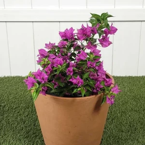 Purple Bougainvillea New River Live Plant - 2 Pack, 4-6 Inches Tall, Deep Violet Climbing Vine, Drought Tolerant Outdoor - Image 5