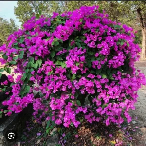 Purple Bougainvillea New River Live Plant - 2 Pack, 4-6 Inches Tall, Deep Violet Climbing Vine, Drought Tolerant Outdoor - Image 6