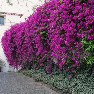 Purple Bougainvillea New River Live Plant - 2 Pack, 4-6 Inches Tall, Deep Violet Climbing Vine, Drought Tolerant Outdoor - Image 7