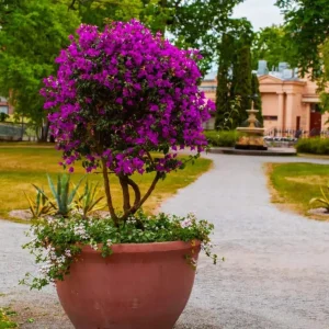Purple Bougainvillea New River Live Plant - 2 Pack, 4-6 Inches Tall, Deep Violet Climbing Vine, Drought Tolerant Outdoor - Image 8