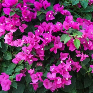 Purple Bougainvillea New River Live Plant - 2 Pack, 4-6 Inches Tall, Deep Violet Climbing Vine, Drought Tolerant Outdoor - Image 9
