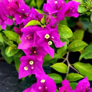 Purple Bougainvillea New River Live Plant - 2 Pack, 4-6 Inches Tall, Deep Violet Climbing Vine, Drought Tolerant Outdoor - Image 1
