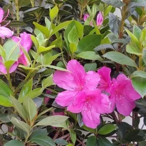Purple Formosa Azalea Live Plant – 4 inch Pot – Outdoor Shrub - Image 2