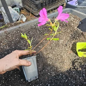 Purple Formosa Azalea Live Plant – 4 inch Pot – Outdoor Shrub - Image 3