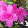 Purple Formosa Azalea Live Plant – 4 inch Pot – Outdoor Shrub - Image 1