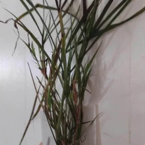 Purple Fountain Grass Live Plant – 3" Starter – Elegant Plumes – Outdoor - Image 2