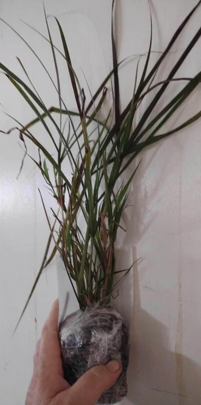 Purple Fountain Grass Live Plant – 3" Starter – Elegant Plumes – Outdoor - Image 2