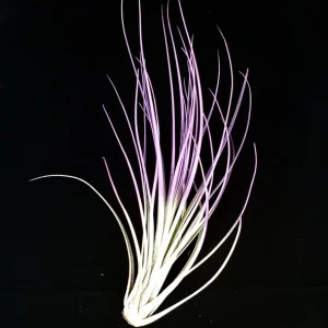 Purple Juncea Air Plant Tillandsia - Low Maintenance Live Plant, 4-7 inch - Image 1