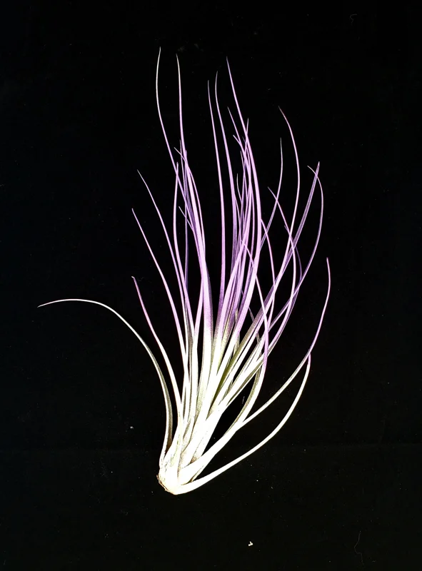 Purple Juncea Air Plant Tillandsia - Low Maintenance Live Plant, 4-7 inch - Image 1