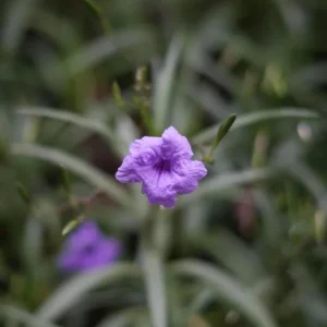 Purple Mexican Petunia Live Plant - 3 Pack Starter (6-8 Inches) - Ruellia Brittoniana Outdoor Perennial - Image 2
