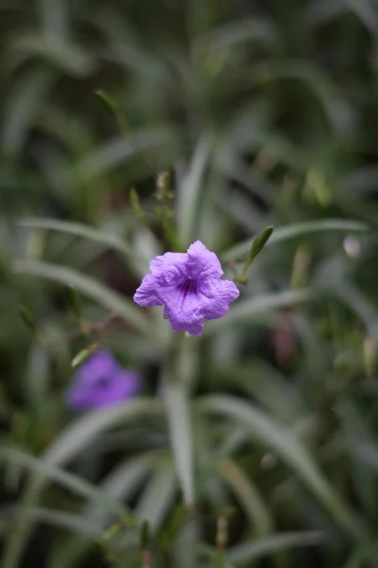 Purple Mexican Petunia Live Plant - 3 Pack Starter (6-8 Inches) - Ruellia Brittoniana Outdoor Perennial - Image 2