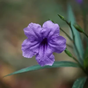 Purple Mexican Petunia Live Plant - 3 Pack Starter (6-8 Inches) - Ruellia Brittoniana Outdoor Perennial - Image 3