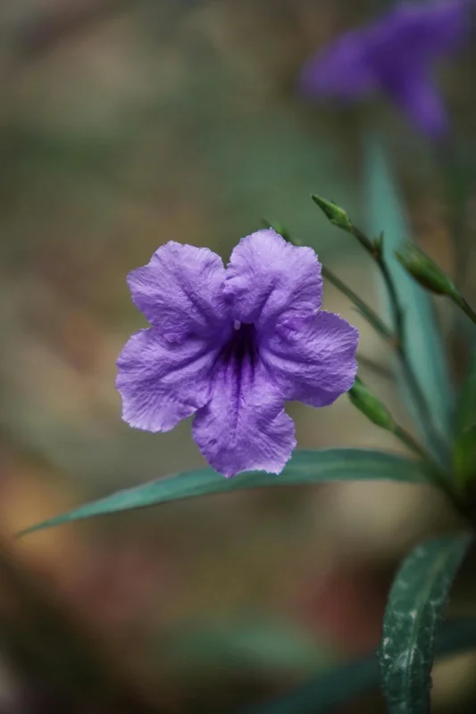 Purple Mexican Petunia Live Plant - 3 Pack Starter (6-8 Inches) - Ruellia Brittoniana Outdoor Perennial - Image 3