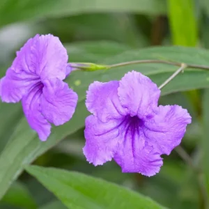 Purple Mexican Petunia Live Plant - 3 Pack Starter (6-8 Inches) - Ruellia Brittoniana Outdoor Perennial - Image 1