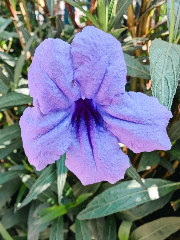 Purple Mexican Petunia Live Plant - 3 Pack Starter (6-8 Inches) - Ruellia Brittoniana Outdoor Perennial - Image 5