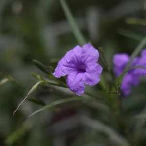Purple Mexican Petunia Live Plant - 3 Pack Starter (6-8 Inches) - Ruellia Brittoniana Outdoor Perennial - Image 7