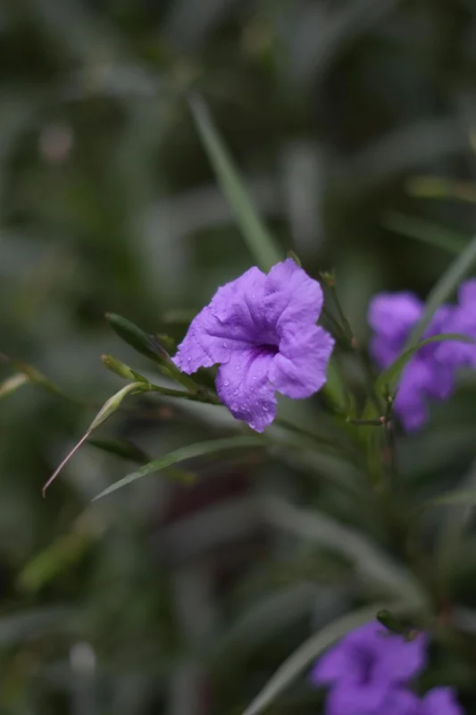 Purple Mexican Petunia Live Plant - 3 Pack Starter (6-8 Inches) - Ruellia Brittoniana Outdoor Perennial - Image 7