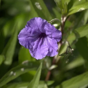 Purple Mexican Petunia Live Plant - Ruellia Brittoniana Starter Plants, Pack of 3 - Image 4