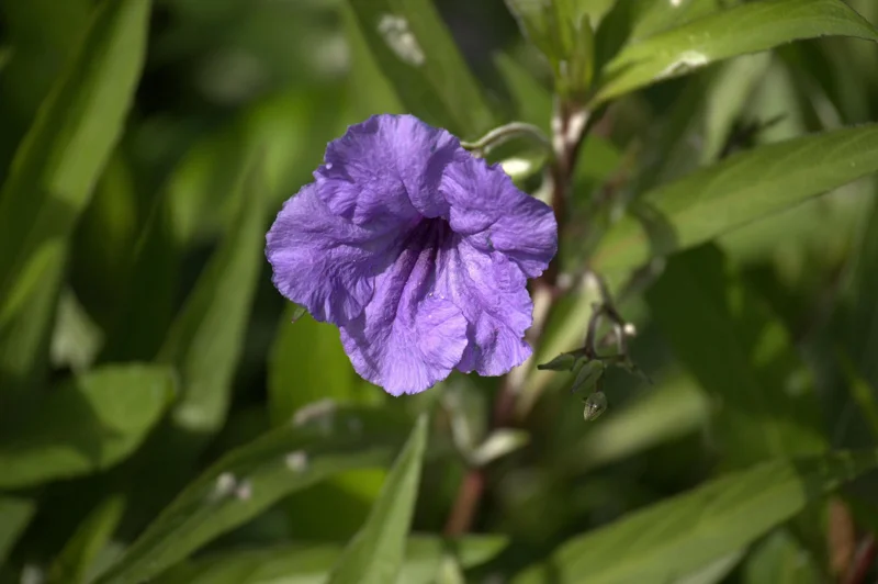 Purple Mexican Petunia Live Plant - Ruellia Brittoniana Starter Plants, Pack of 3 - Image 4