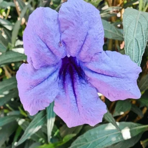 Purple Mexican Petunia Live Plant - Ruellia Brittoniana Starter Plants, Pack of 3 - Image 5